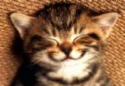 happy-cat.jpg